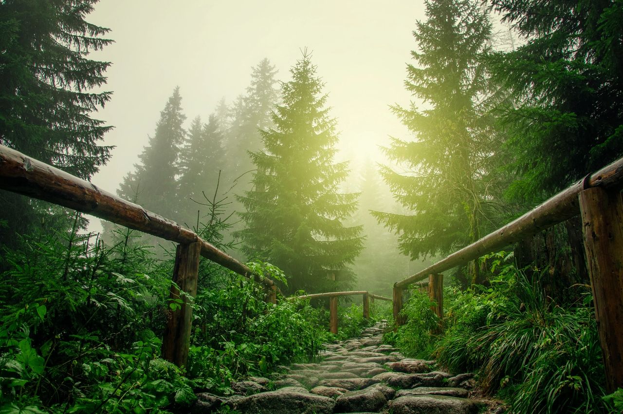 Stone path through a misty forest with evergreen trees